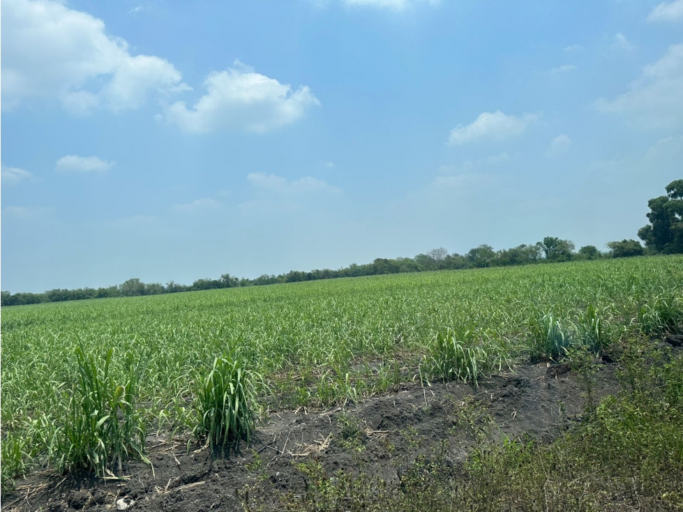 VENTA RANCHO EX HACIENDA DE SAN BARTOLO PANUCO VERACRUZ - 2
