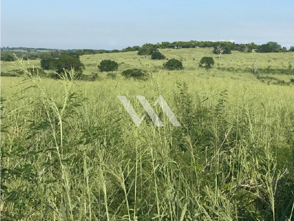 VENTA RANCHO LA QUERENCIA SOTO LA MARINA TAMAULIPAS - 4