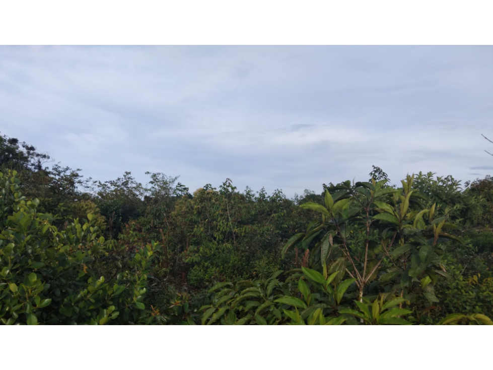 Terreno en Venta en Potrerillo abajo, Chiriquí, Dolega, Zona urbana - 1