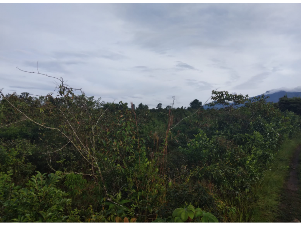 Terreno en Venta en Potrerillo abajo, Chiriquí, Dolega, Zona urbana - 2