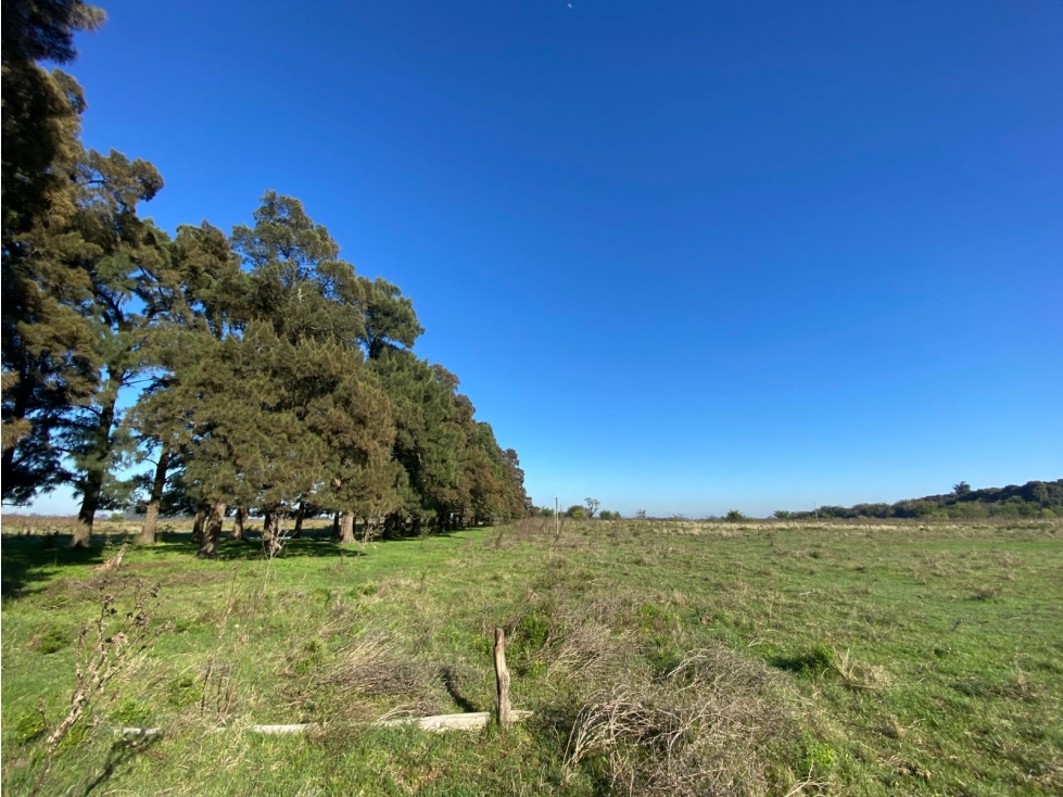 Campo de 52,6 has en venta cercano a plomer - Gral Las Heras - 5