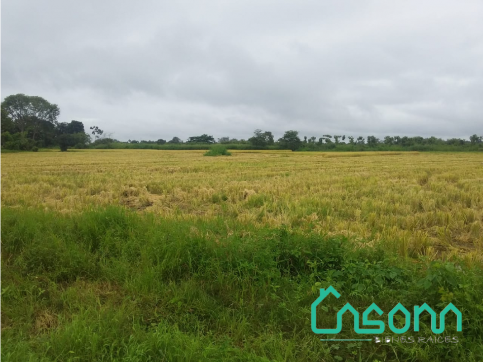 Se vende Finca, Pimocha, Babahoyo, Los Ríos, Ecuador - 1
