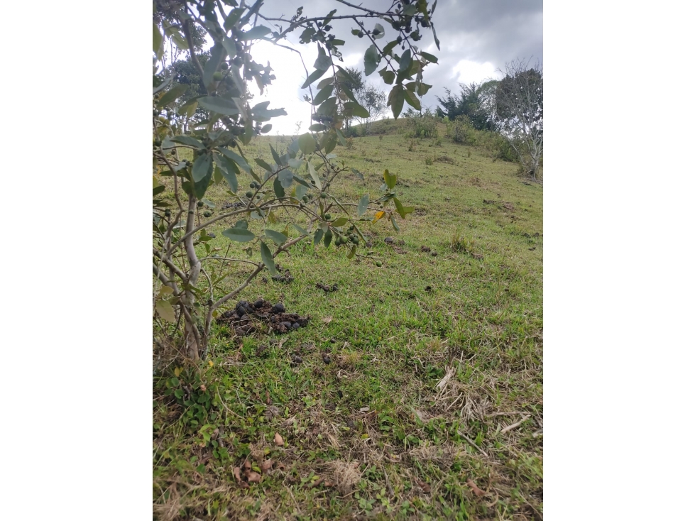 LOTE EN PARCELACION EN EL RETIRO A 15 MINUTOS DEL PARQUE — foto 5