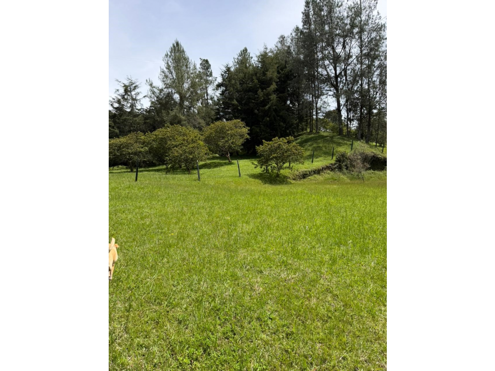 Venta hermoso lote de una hectárea en San Vicente — foto 3