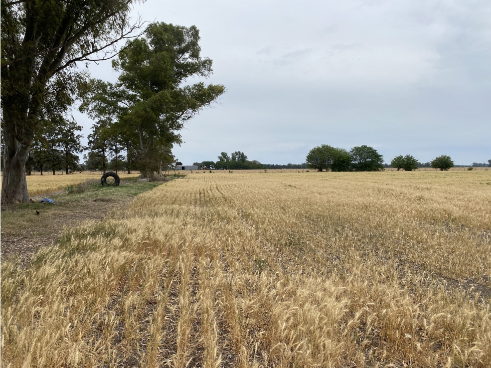 Campo en General Rodriguez - 5