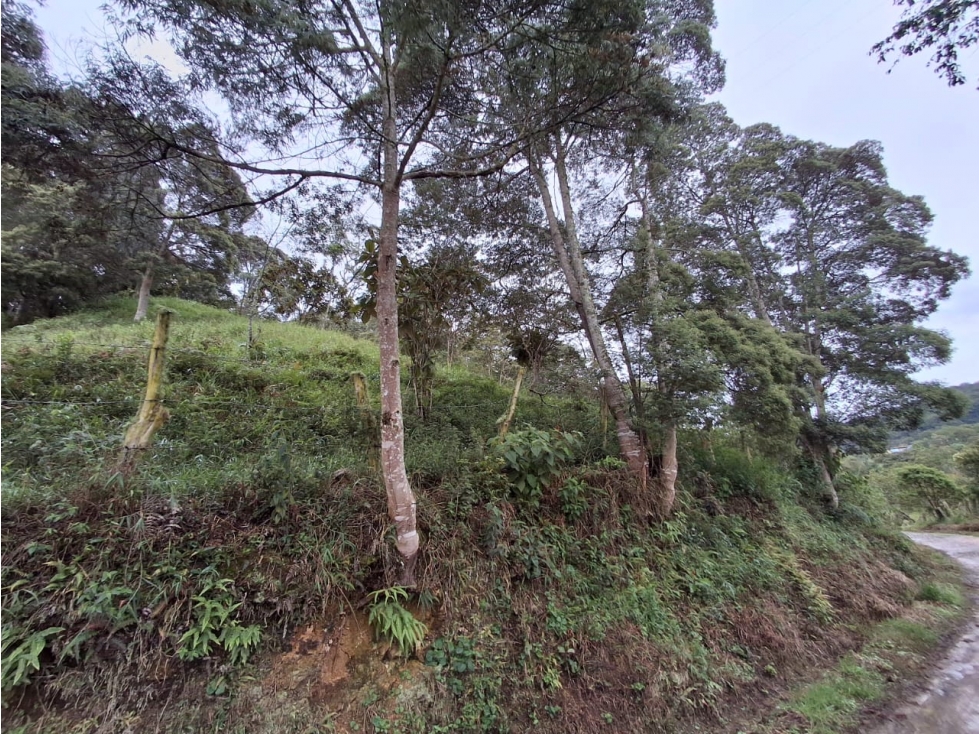 VENTA DE FINCA EN COLORADO BAJO MONIQUIRA - 3
