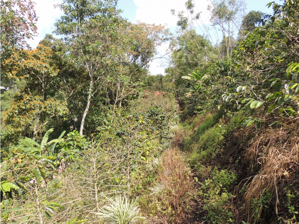 VENDO FINCA ECOTURISTICA - LA VEGA-CI — foto 3
