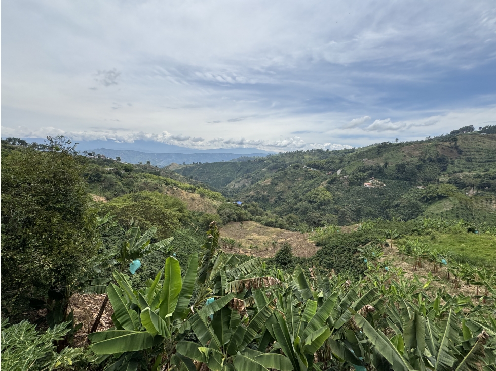 VENTA FINCA CAFETERA VÍA MARSELLA, RISARALDA - 1