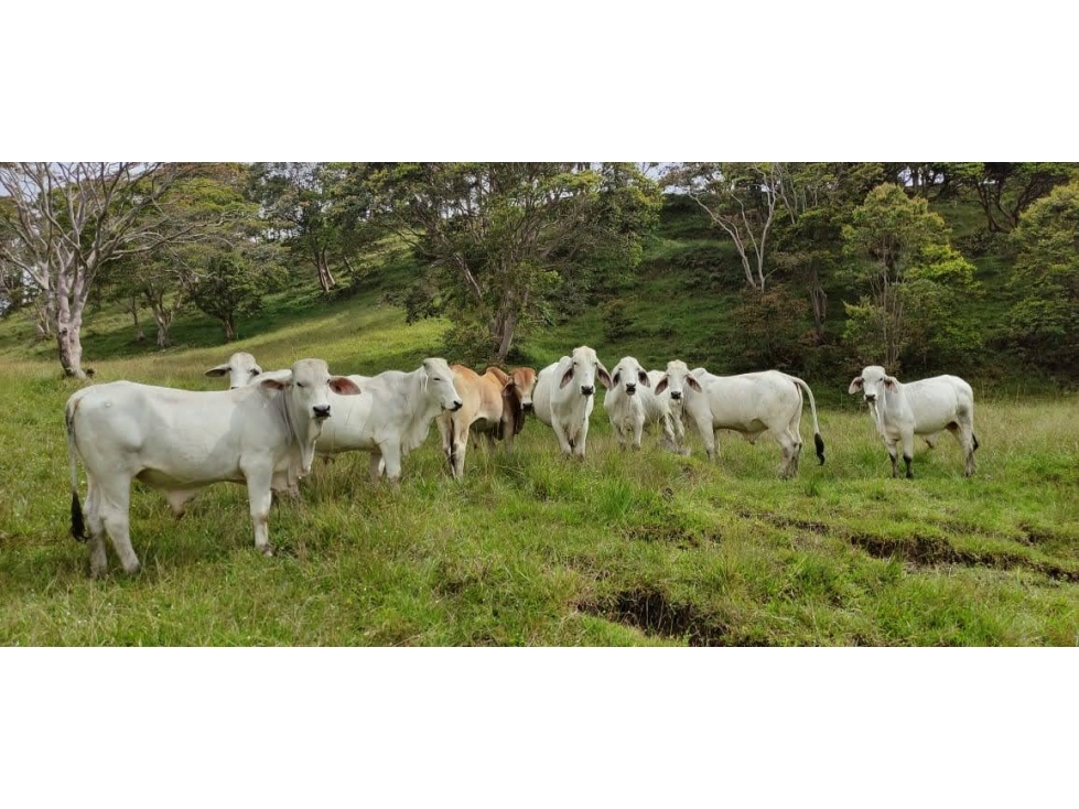 VENTA DE FINCA EN PUENTE NACIONAL - 1