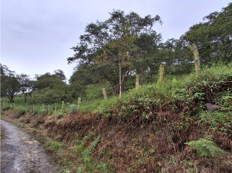 VENTA DE FINCA EN COLORADO BAJO MONIQUIRA - 4