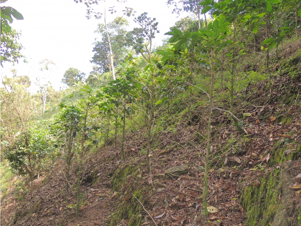 VENDO FINCA ECOTURISTICA - LA VEGA-CI — foto 6