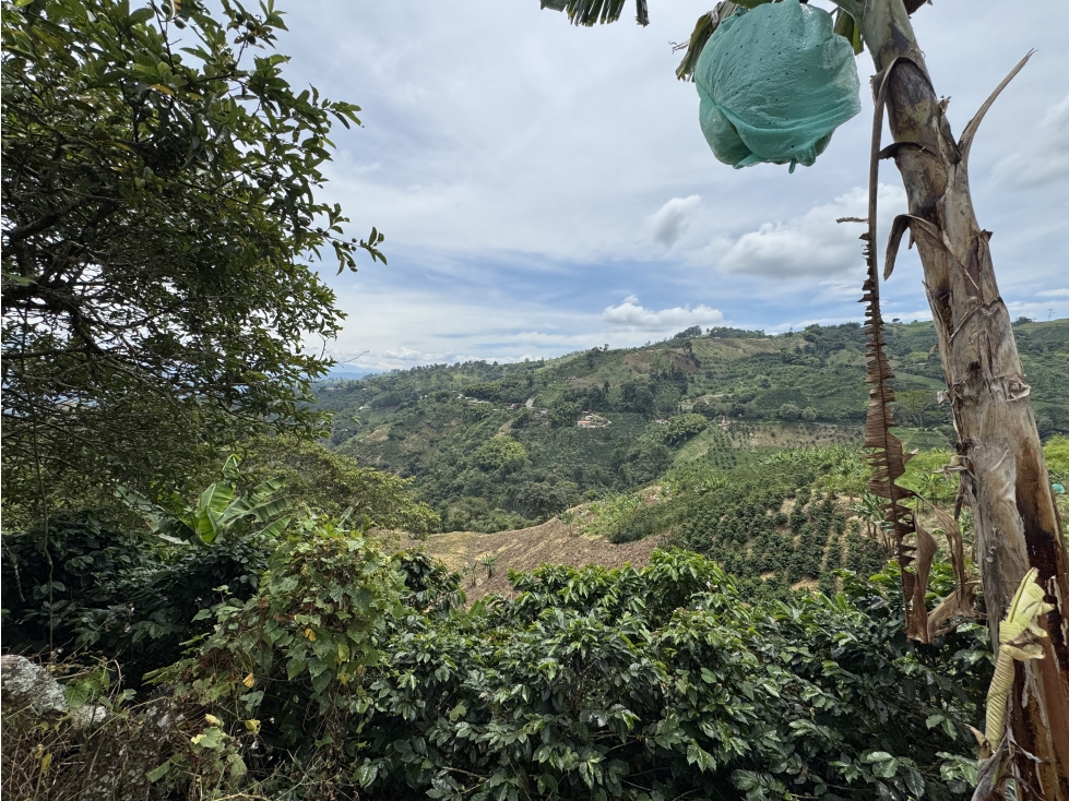 VENTA FINCA CAFETERA VÍA MARSELLA, RISARALDA - 2
