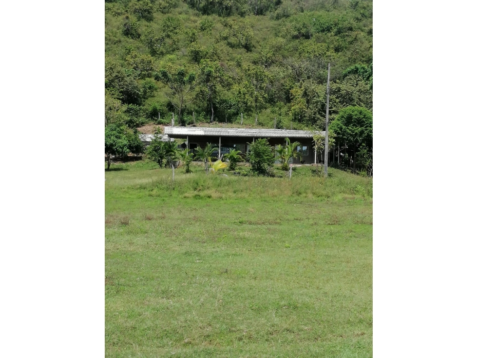 VENTA DE FINCA VEREDA PALMA ALTA TOLIMA - 2