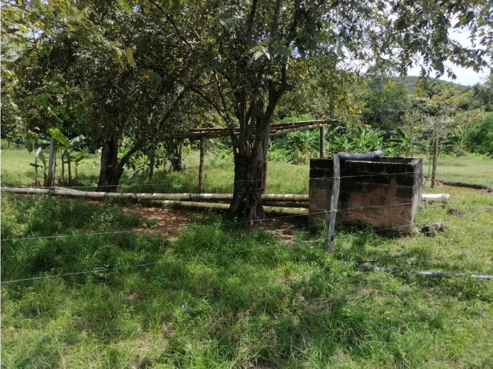 VENTA DE FINCA VEREDA PALMA ALTA TOLIMA - 5