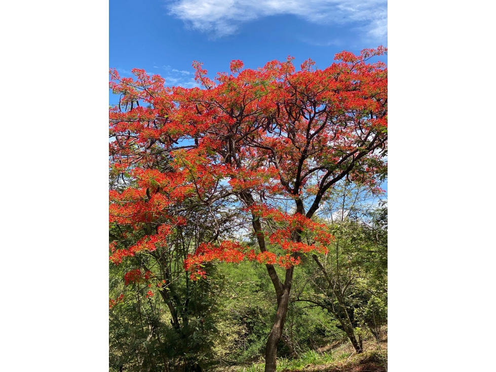 Venta Lote en Sopetran — foto 4