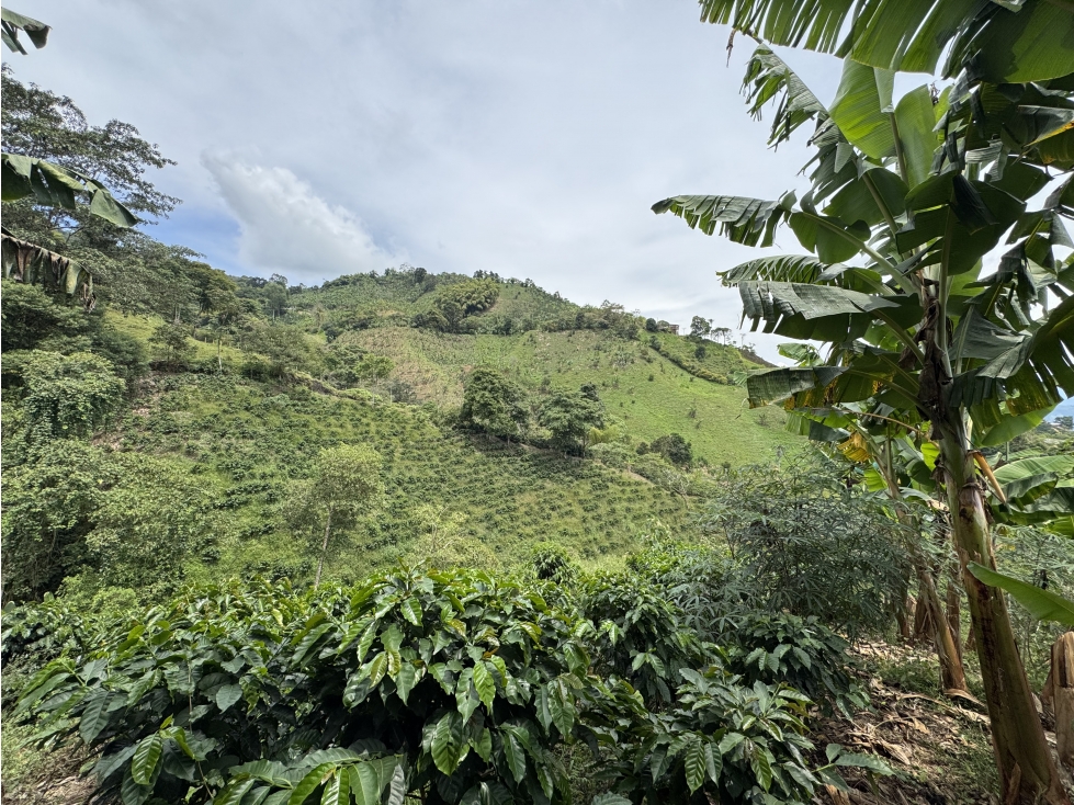 VENTA FINCA CAFETERA VÍA MARSELLA, RISARALDA - 4