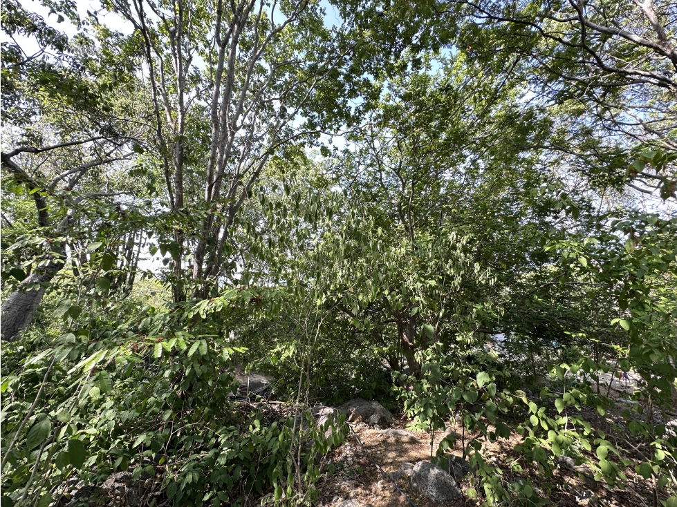 VENTA DE LOTE VEREDA EL LIMON RURAL 2000M2 — foto 4
