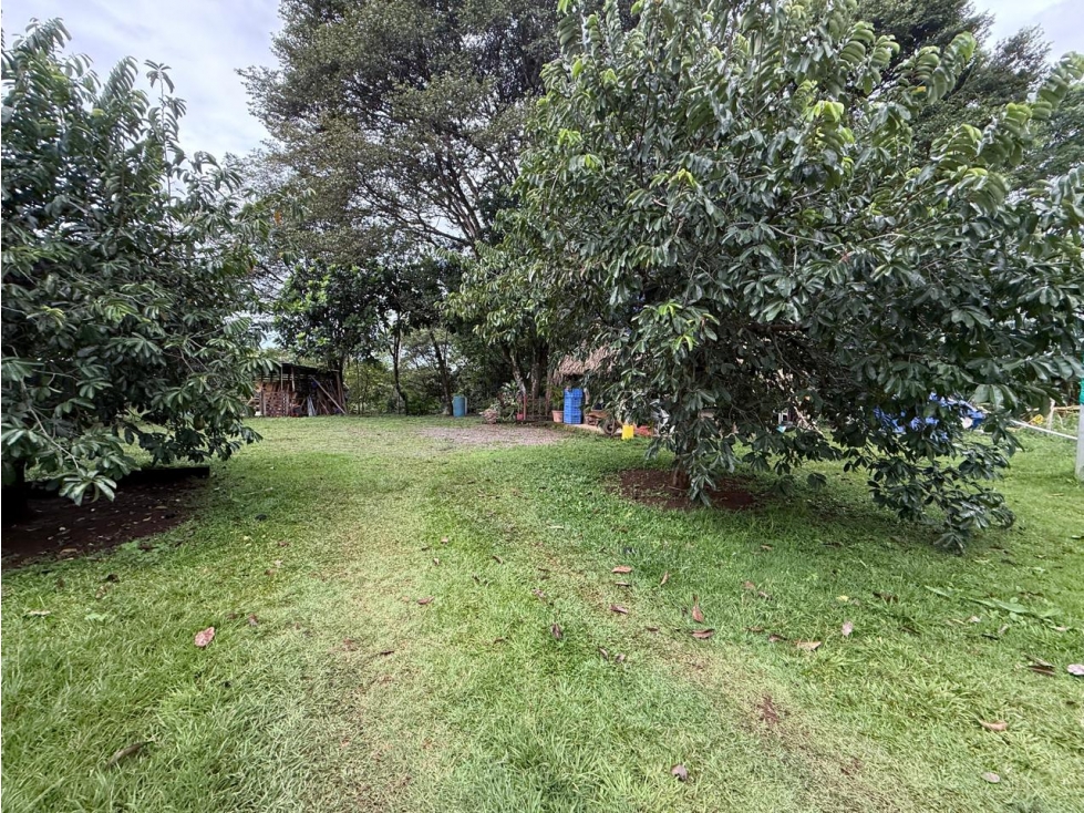 Venta de finca en Balita, Tinajas, Chiriquí - 6