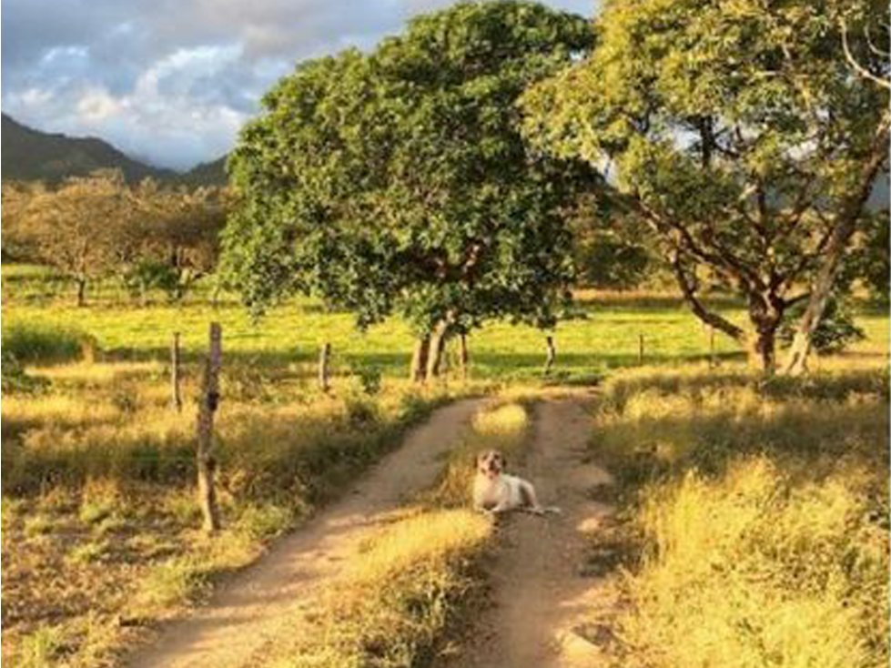 Se vende Finca en Rio Grande, Penonome - 4