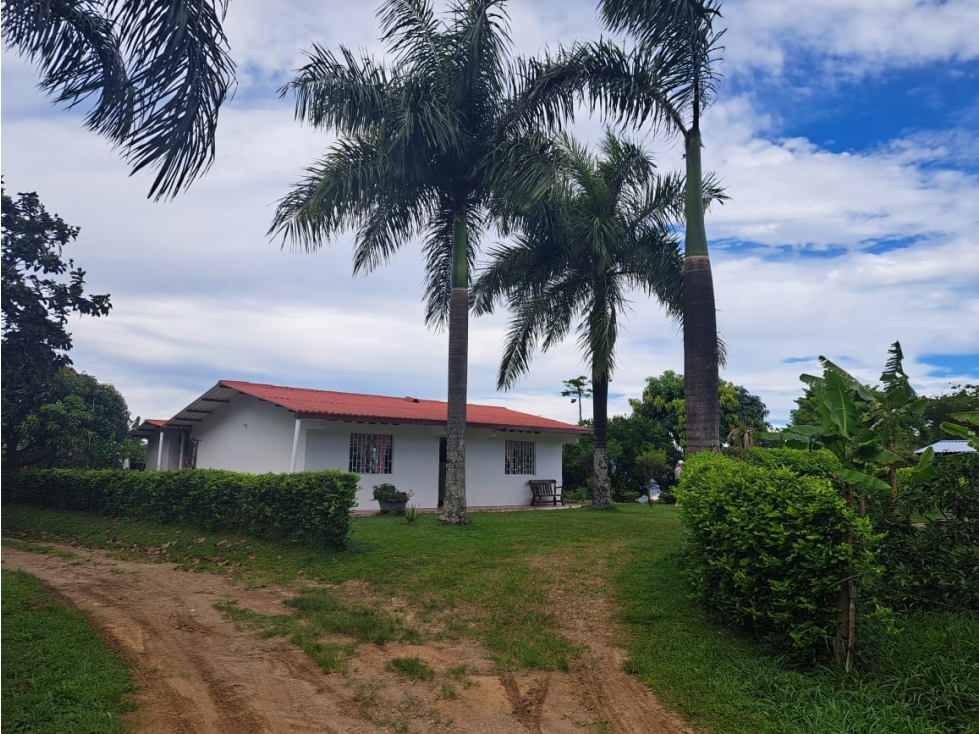 FINCA CACAOTERA PRODUCTIVA EN VENTA - 3
