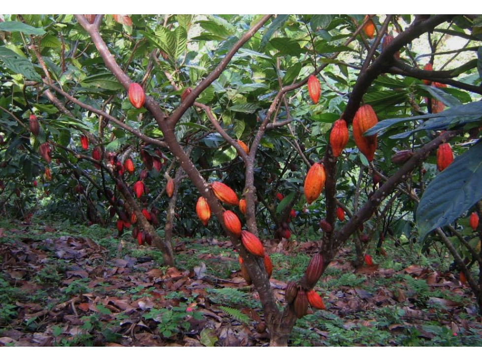 FINCA CACAOTERA PRODUCTIVA EN VENTA - 5