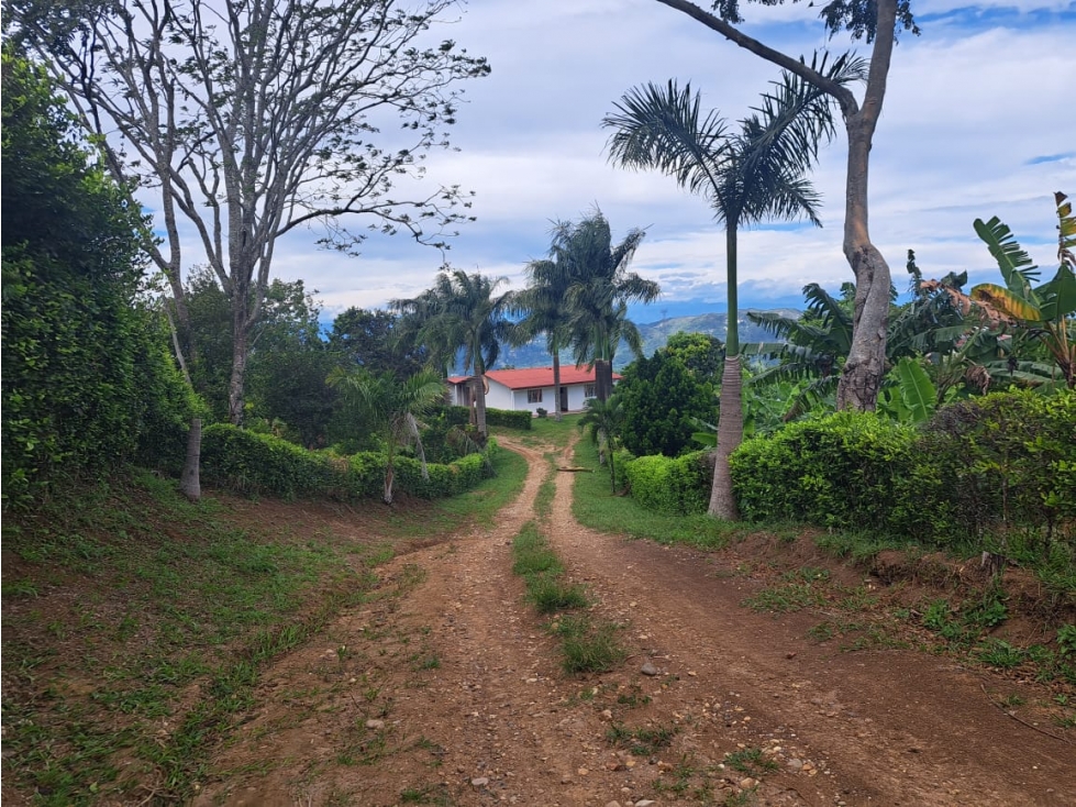 FINCA CACAOTERA PRODUCTIVA EN VENTA - 6