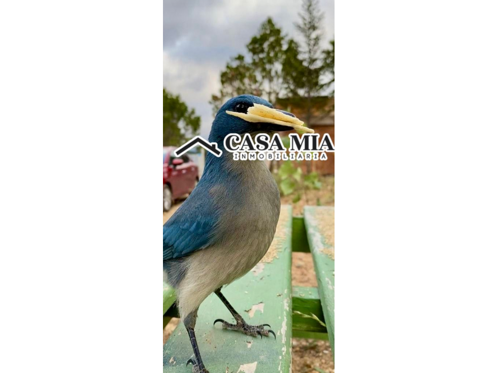 Cabaña en Venta en Los Lirios, Arteaga, Coahuila — foto 5