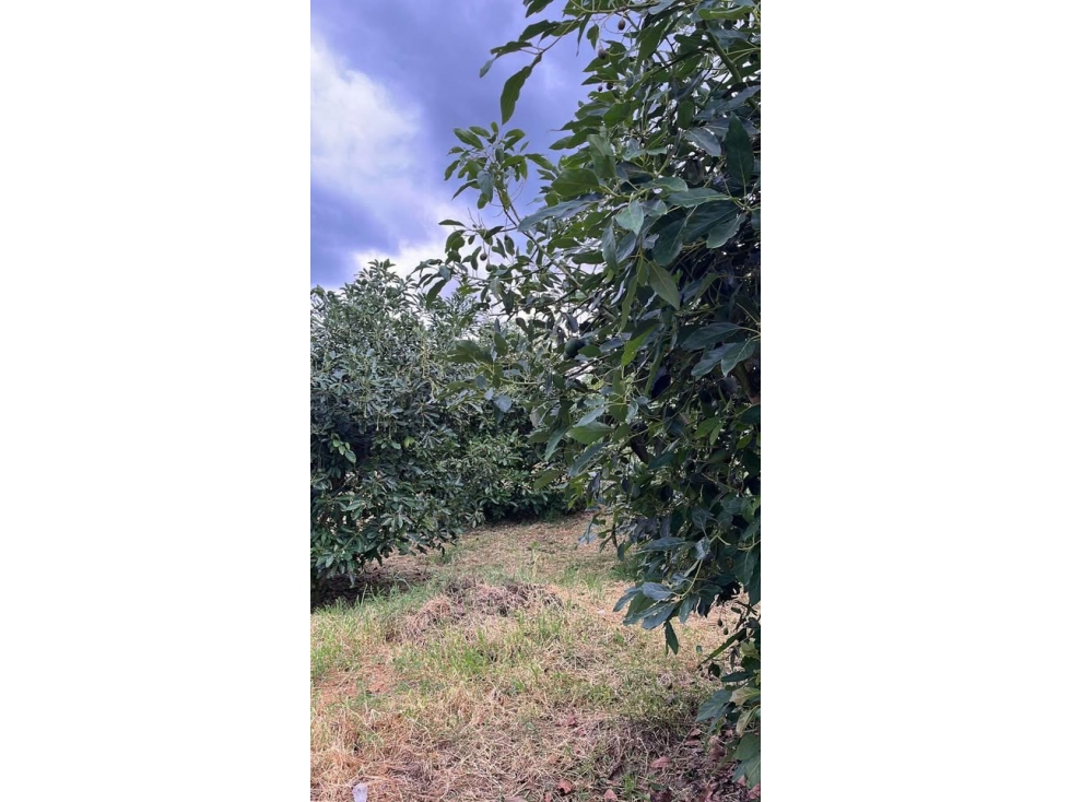 SE VENDE O PERMUTA finca en La Florida - Pereira — foto 4