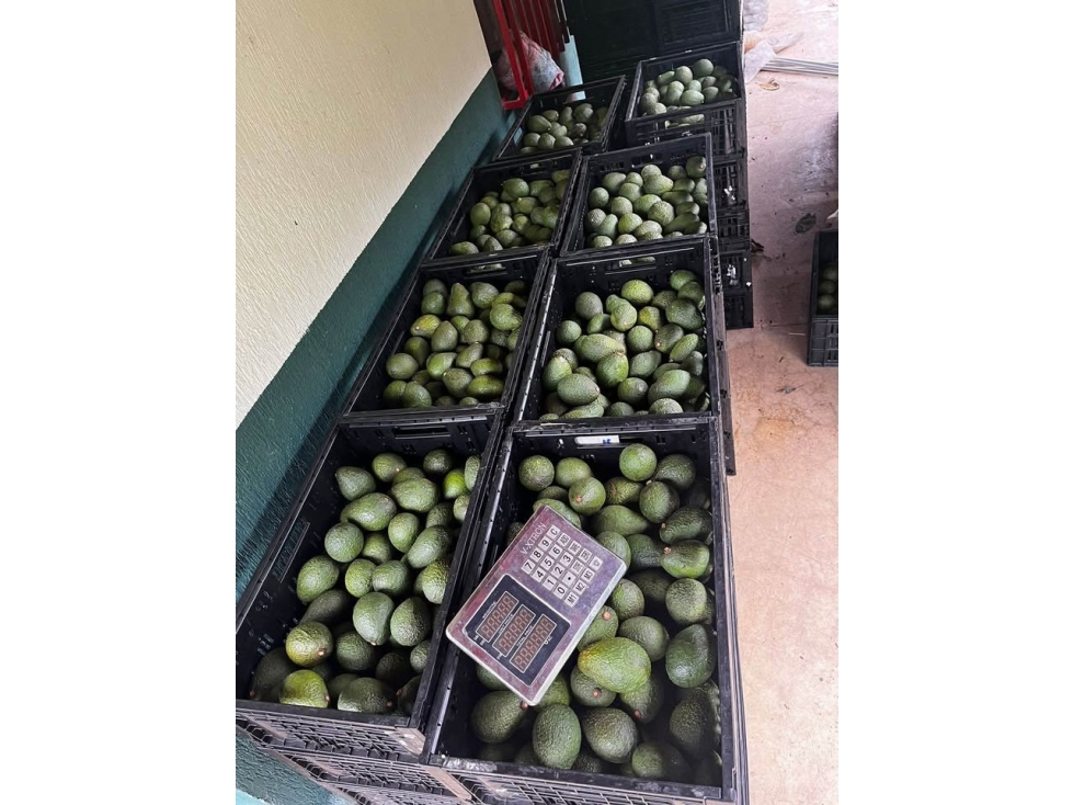 SE VENDE O PERMUTA finca en La Florida - Pereira — foto 5