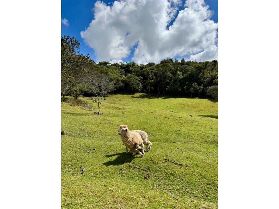 Lote en Venta Guasca Cundinamarca - 4