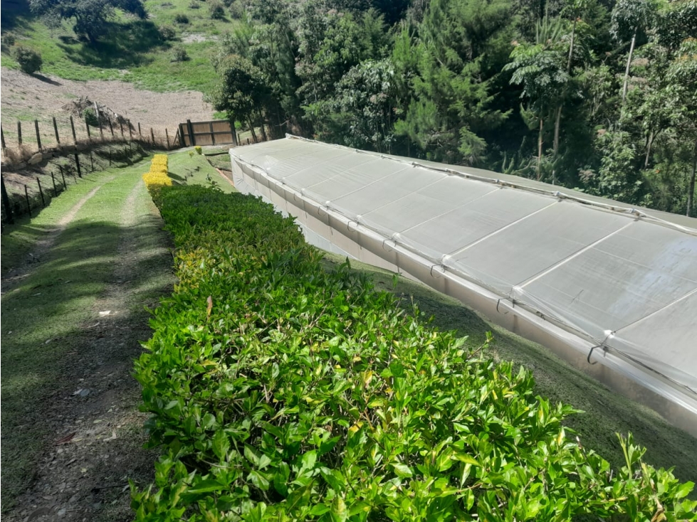 Casa Para La Venta Carmen de Viboral Antioquia — foto 5