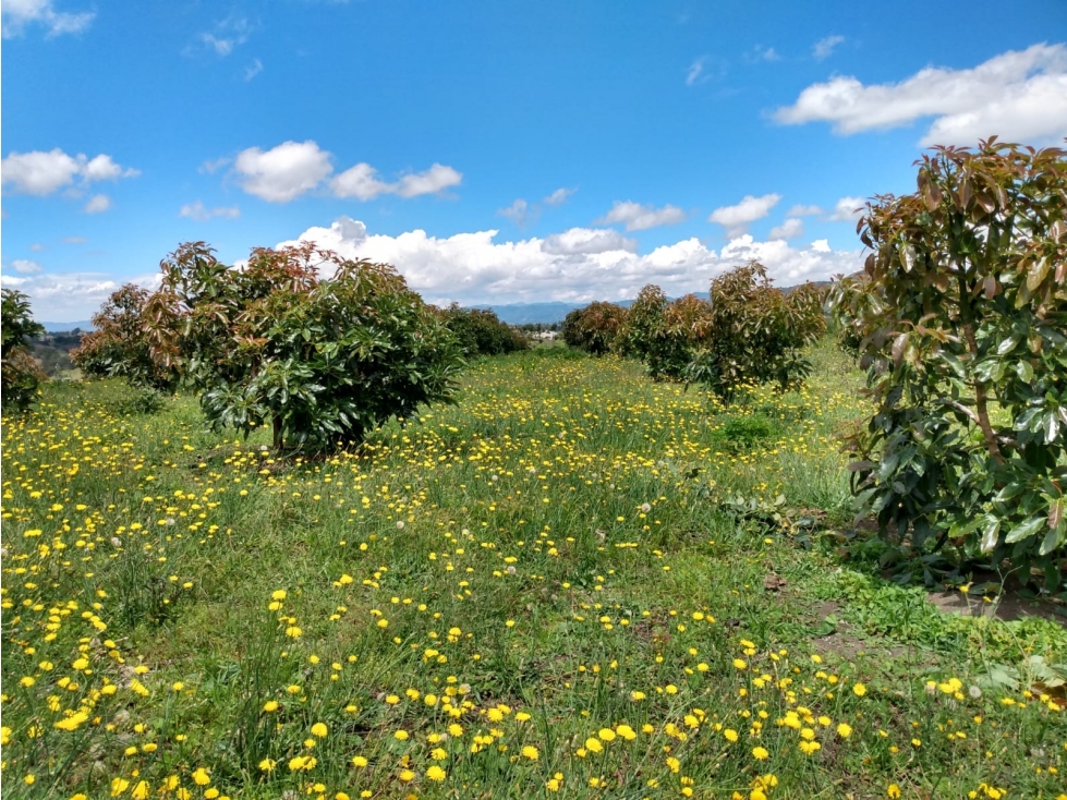 Finca Productora en Venta, San Vicente Ferrer Antioquia — foto 6