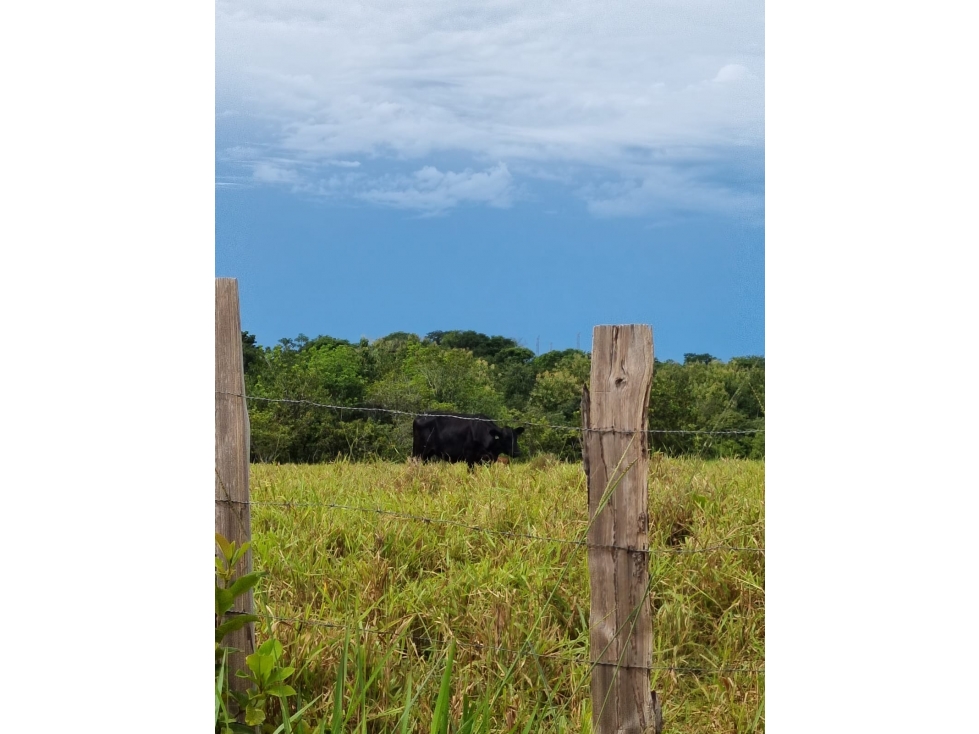 Finca San Lorenzo, Chiriquí (RSdeR) - 2