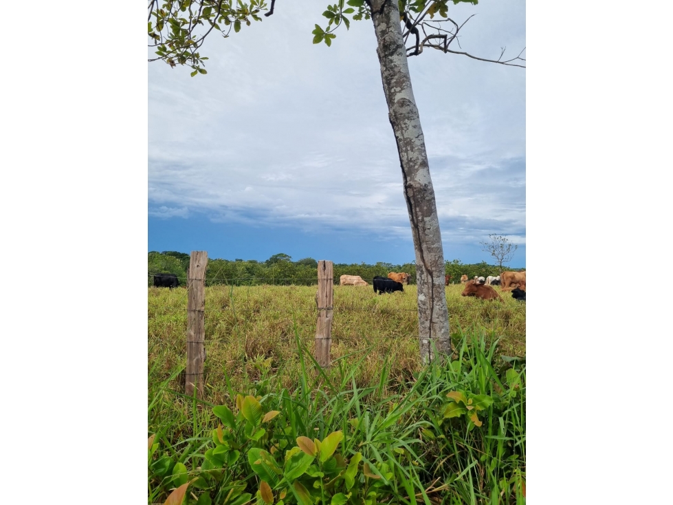 Finca San Lorenzo, Chiriquí (RSdeR) - 3