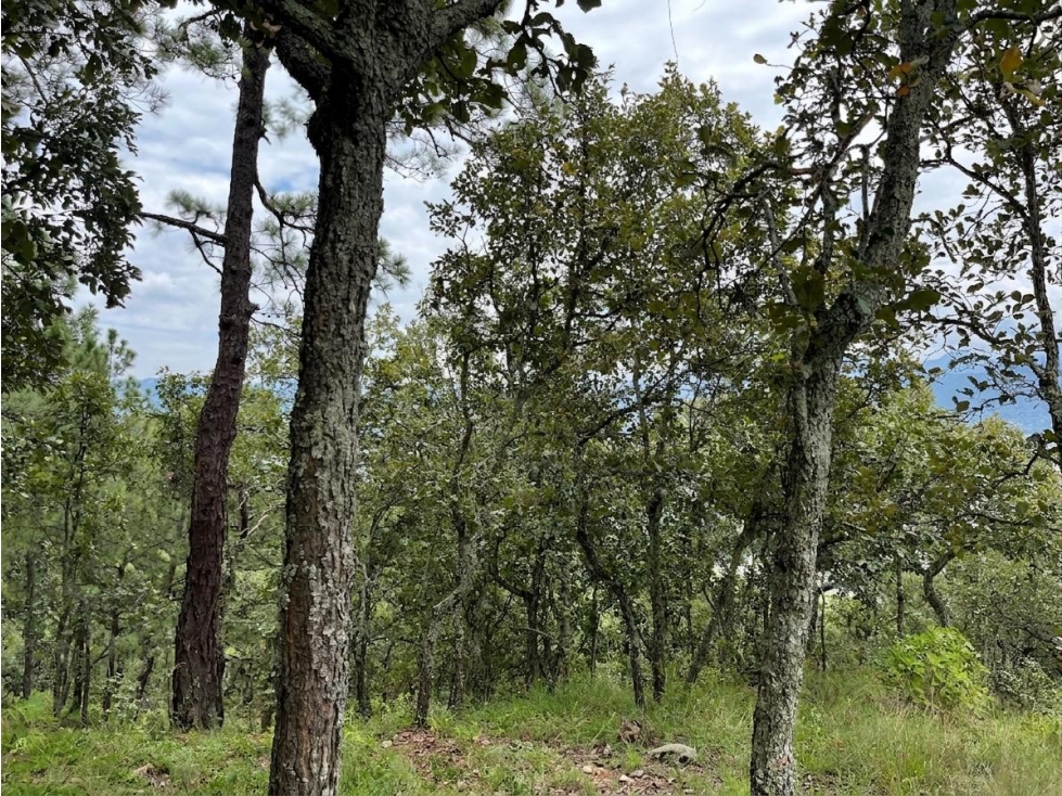 Terreno en venta el Cerrillo — foto 4