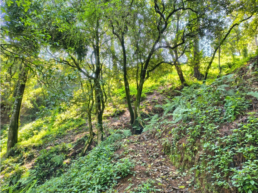 Terreno en Casas Viejas — foto 5