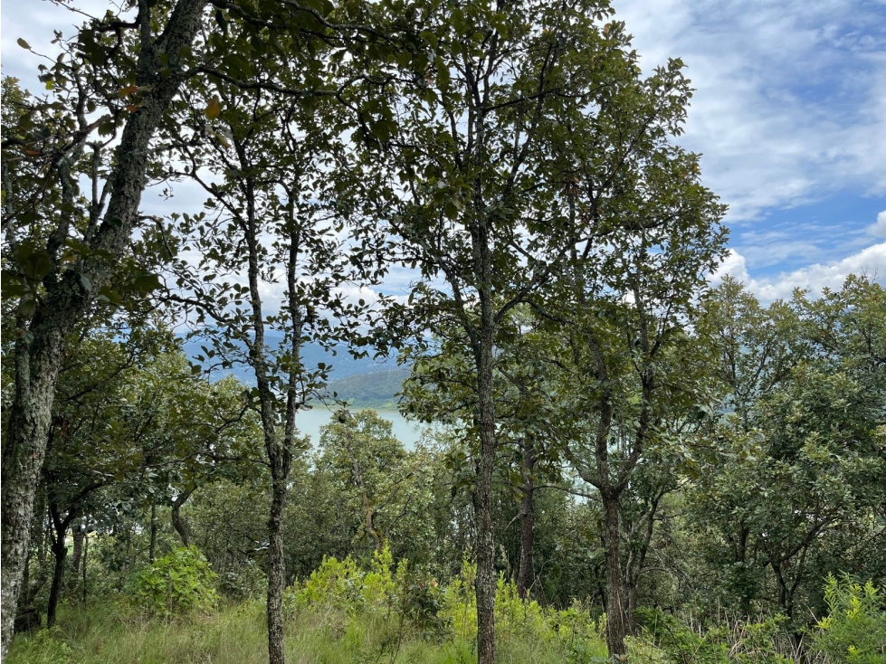 Terreno en venta el Cerrillo
