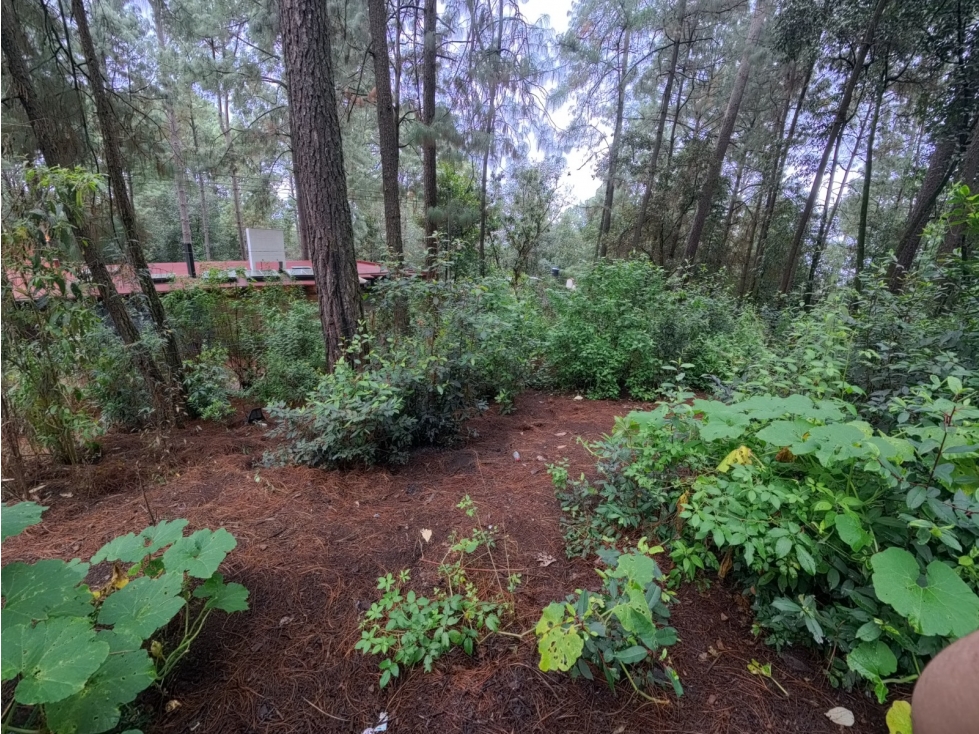 Terreno en venta los Cerritos, Cerro Gordo - 1