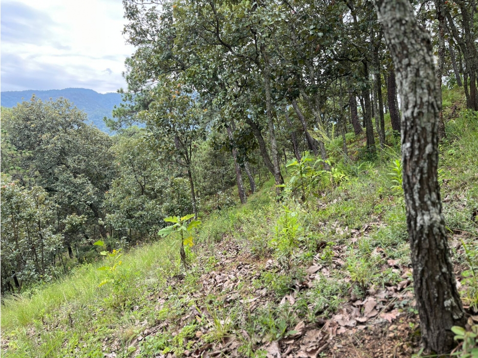 Terreno en venta el Cerrillo — foto 6