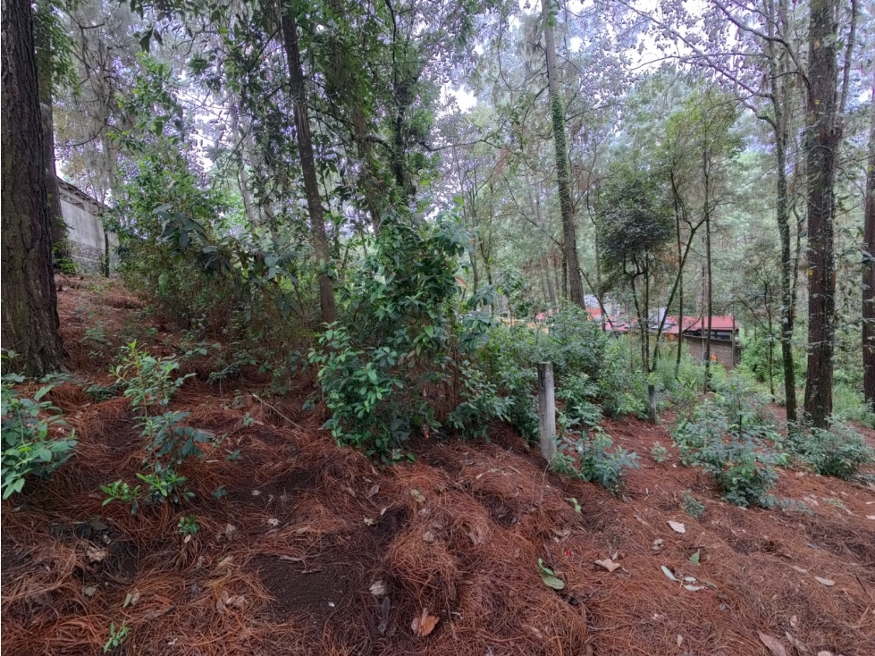 Terreno en venta los Cerritos, Cerro Gordo - 5