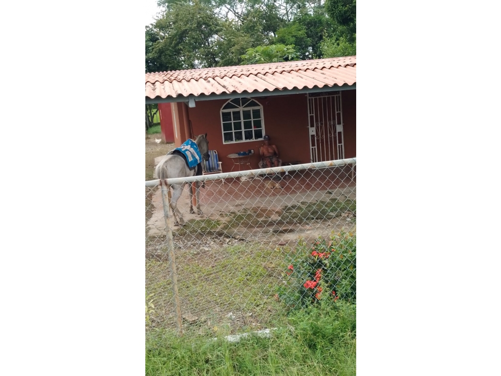 VENTA DE FINCA Y CASA / TANARA DE CHEPO - 3
