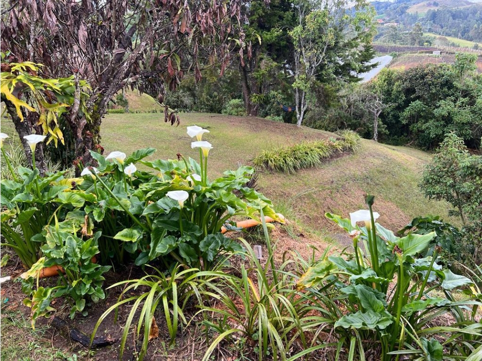 Venta de finca en Guarne vereda Alto de la Mejía — foto 2