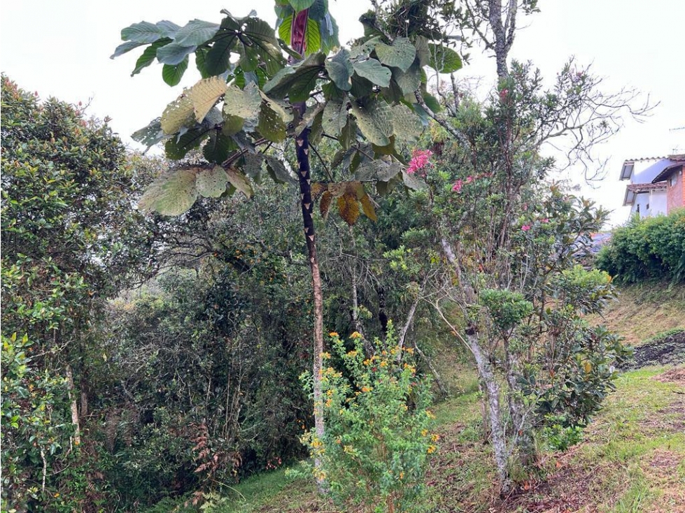 Venta de finca en Guarne vereda Alto de la Mejía — foto 6