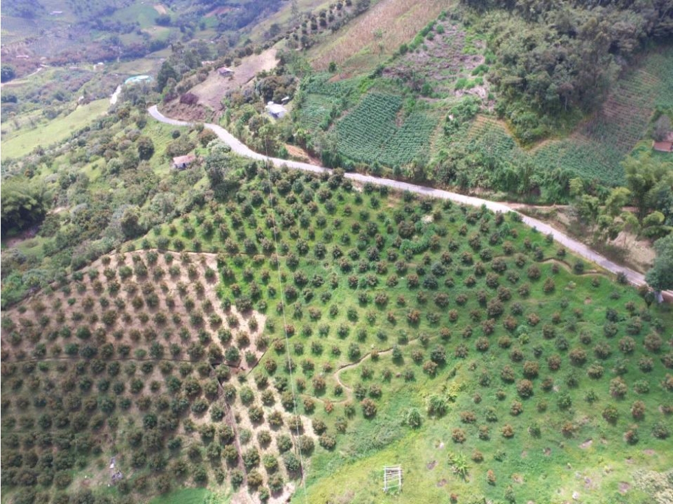 Venta de lote en el Peñol - Antioquia. — foto 5