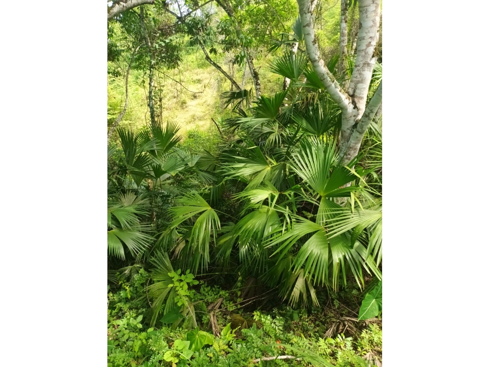 Lote de 10.133m/2 en Tobia Vía Nimaima - 5