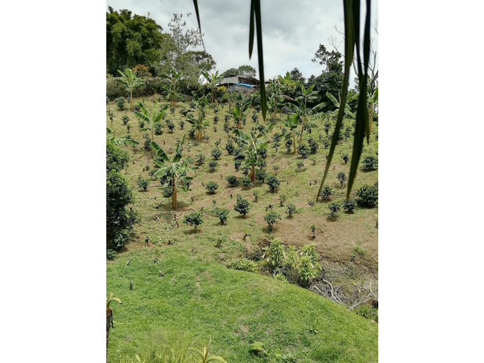 venta de Finca de café orgánico Pereira inversión - turismo — foto 4