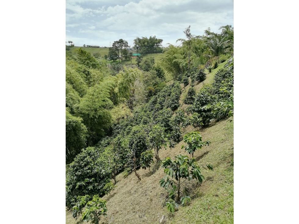 venta de Finca de café orgánico Pereira inversión - turismo — foto 6