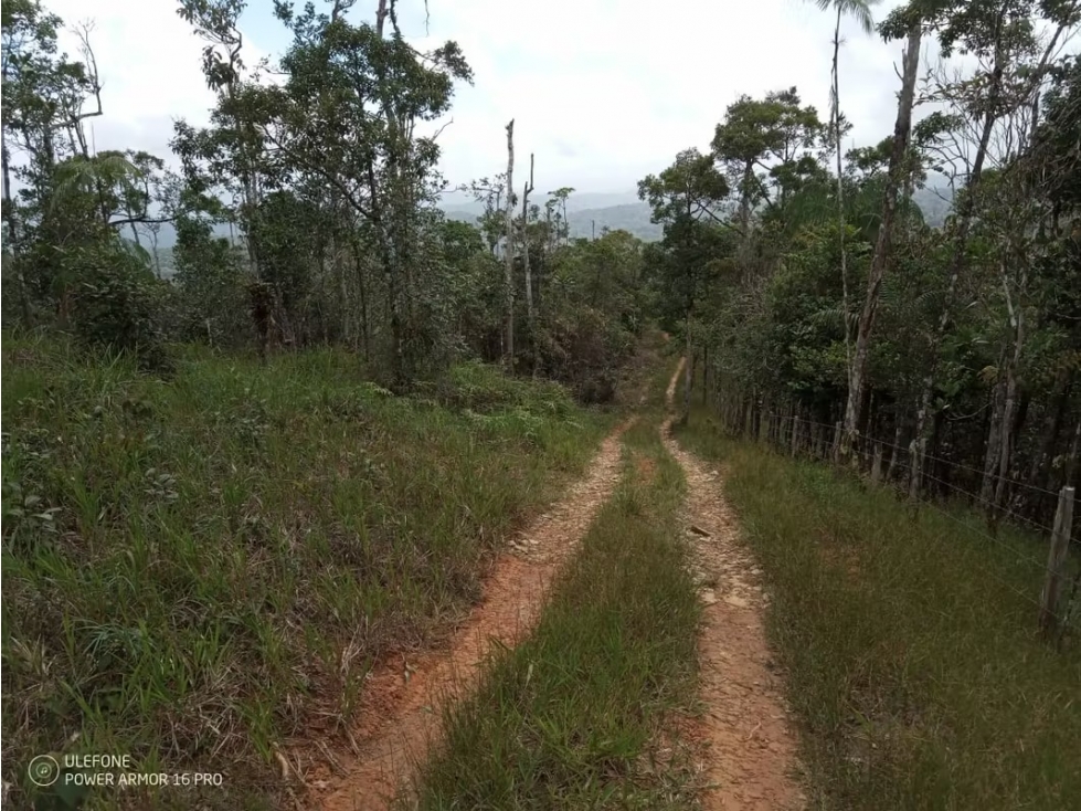 Finca en venta en Cerro Azul | 20.7 has para desarrollo o inversión - 1