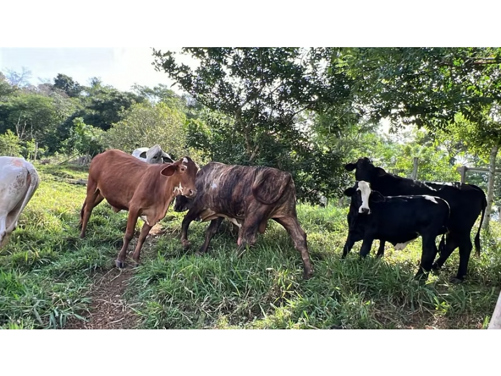Finca ganadera en venta en Cañita | 14.5 ha tituladas y económicas - 5