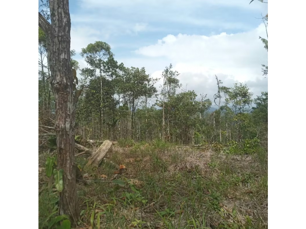 Finca en venta en Cerro Azul | 20.7 has para desarrollo o inversión - 2